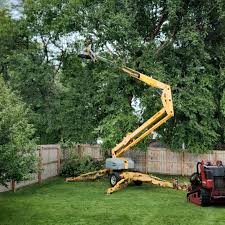 Trusted Marlow, OK Tree Removal Services Experts