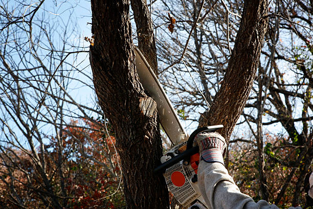 Best Seasonal Cleanup (Spring/Fall)  in Marlow, OK